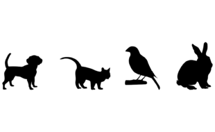 Bild zu Böhm Marion Dr.med.vet. in München