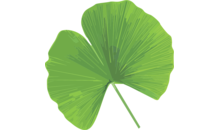 Kundenlogo von Allg.Ärztin + Naturheilkunde Dr. Schönbrunner Petra