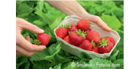 Kundenlogo Erdbeeren Funck