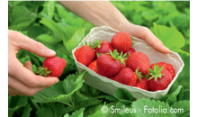 Kundenlogo von Erdbeeren Funck