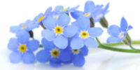 Kundenlogo Vergißmeinnicht - Blumen für Haus u. Garten Blumenfachgeschäft