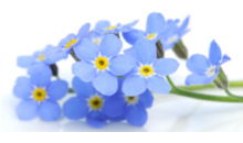 Kundenlogo von Vergißmeinnicht - Blumen für Haus u. Garten Blumenfachgeschäft