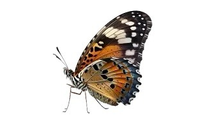 FirmenlogoNaturheilpraxis Layla Yildiz Neckarsulm