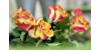 Kundenlogo von Vergißmeinnicht Blumen und mehr