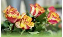 Kundenlogo von Vergißmeinnicht Blumen und mehr