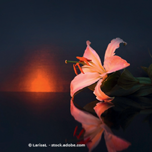 Bild von Neuner Dieter Bestattungsinstitut Friede