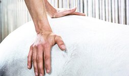 Bild 1 König in Berlin