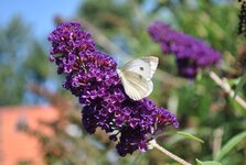 Bild 1 Schnieber & Mehlitz in Berlin