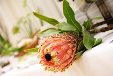 Bild 1 KOCHENDE LANDSCHAFTEN CATERING Mirella Halfar in Berlin