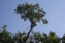 Bild 3 Berliner Baum Team GmbH in Berlin