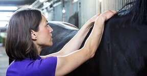 Bild 7 König in Berlin