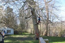 Bild 1 Frank Richter Baumpflege in Bernau bei Berlin