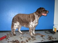 Bild 6 Hundesalon Regine in Ratingen