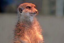 Bild 8 Brüggen in Brüggen