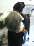 Bild 4 Hundesalon Regine in Ratingen