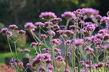 Bild 1 Flora-Dienst HAGÜ GmbH – Ira Hagenlücke in Düsseldorf