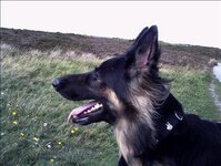 Bild 3 Zois Hundeschule in Mönchengladbach