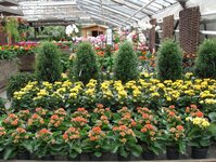 Bild 5 Blumen Schulte-Ortbeck in Voerde