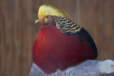 Bild 5 Brüggen in Brüggen