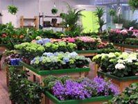 Bild 1 Blumen Frahm&Cremers in Mülheim