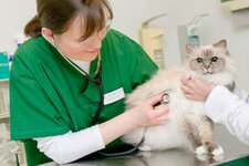 Bild 10 Kleintierpraxis Dr. med. vet. Monika Jösten in Düsseldorf