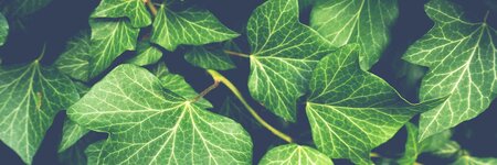 Bild 4 Blumen Wilms in Ratingen