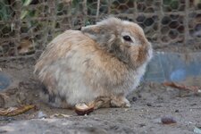 Bild 4 Brüggen in Brüggen