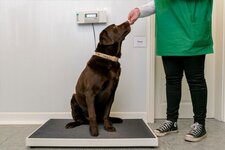 Bild 9 Kleintierpraxis Dr. med. vet. Monika Jösten in Düsseldorf