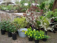 Bild 5 Hesselmann in Ratingen