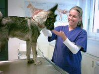 Bild 8 Kleintierarztpraxis in Ratingen