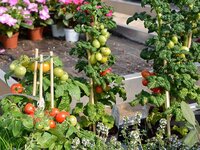 Bild 8 Blumen Frahm&Cremers in Mülheim