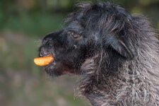 Bild 10 Brüggen in Brüggen