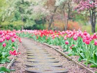 Bild 1 Blumen Wilms in Ratingen