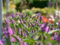 Bild 9 Blumen Frahm&Cremers in Mülheim