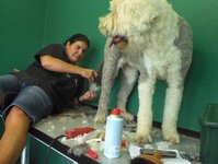 Bild 5 Hundesalon Regine in Ratingen