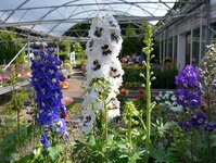 Bild 10 Blumen Frahm&Cremers in Mülheim