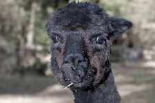 Bild 7 Brüggen in Brüggen