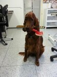 Bild 2 Hundesalon Regine in Ratingen