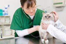 Bild 5 Kleintierpraxis Dr. med. vet. Monika Jösten in Düsseldorf