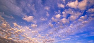 Bild 5 Bloemen in Kleve