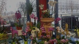 Bild 2 Blumenhaus Stockmaier in München