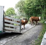 Bild 3 Ludwig Kuchler e.K. Viehtransporte in Miesbach