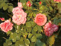 Bild 4 Blumen Wendler in Hersbruck