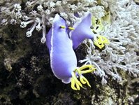 Bild 1 Dive Sector in Velden