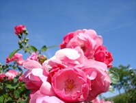 Bild 1 Die Blumenwerkstatt Wilhelm Rippel in Uettingen