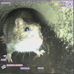 Bild 9 HM Rohr & Kanalsanierung GmbH in Rohr