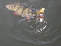 Bild 28 Stefans Angelshop in Regensburg