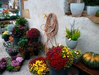 Bild 3 Blumen und Schönes in Kirchehrenbach