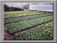 Bild 6 Kaiser in Buckenhof