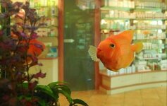 Bild 4 Franken-Apotheke in Bad Neustadt a.d.Saale